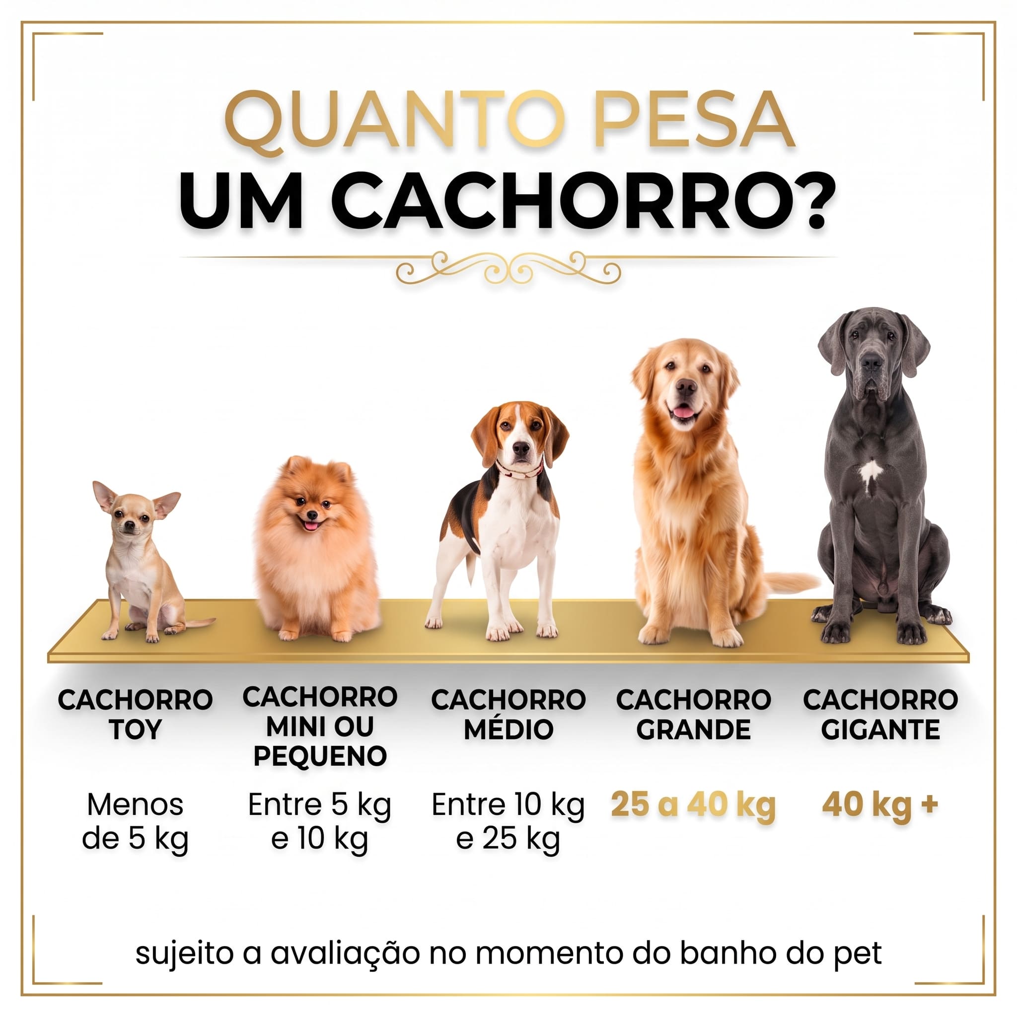 Guia de referência: quanto pesa um cachorro — Toy (menos de 5kg), Mini/Pequeno (5 a 10kg), Médio (10 a 25kg), Grande (25 a 40kg), Gigante (acima de 40kg)